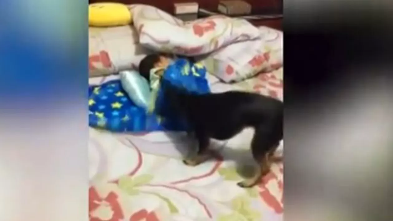 Un filmuleț cu un cățel a devenit viral pe internet, după ce a avut grijă de un bebeluș (VIDEO)