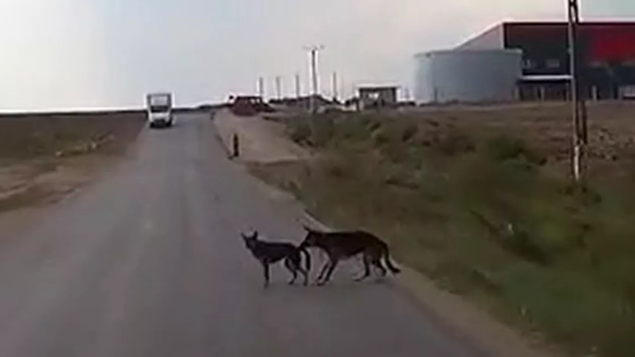 Un cățel e salvat de mama lui din fața unei mașini în ultimul moment: Imagini emoționante, surprinse de o cameră montată pe bordul unui autoturism (VIDEO)