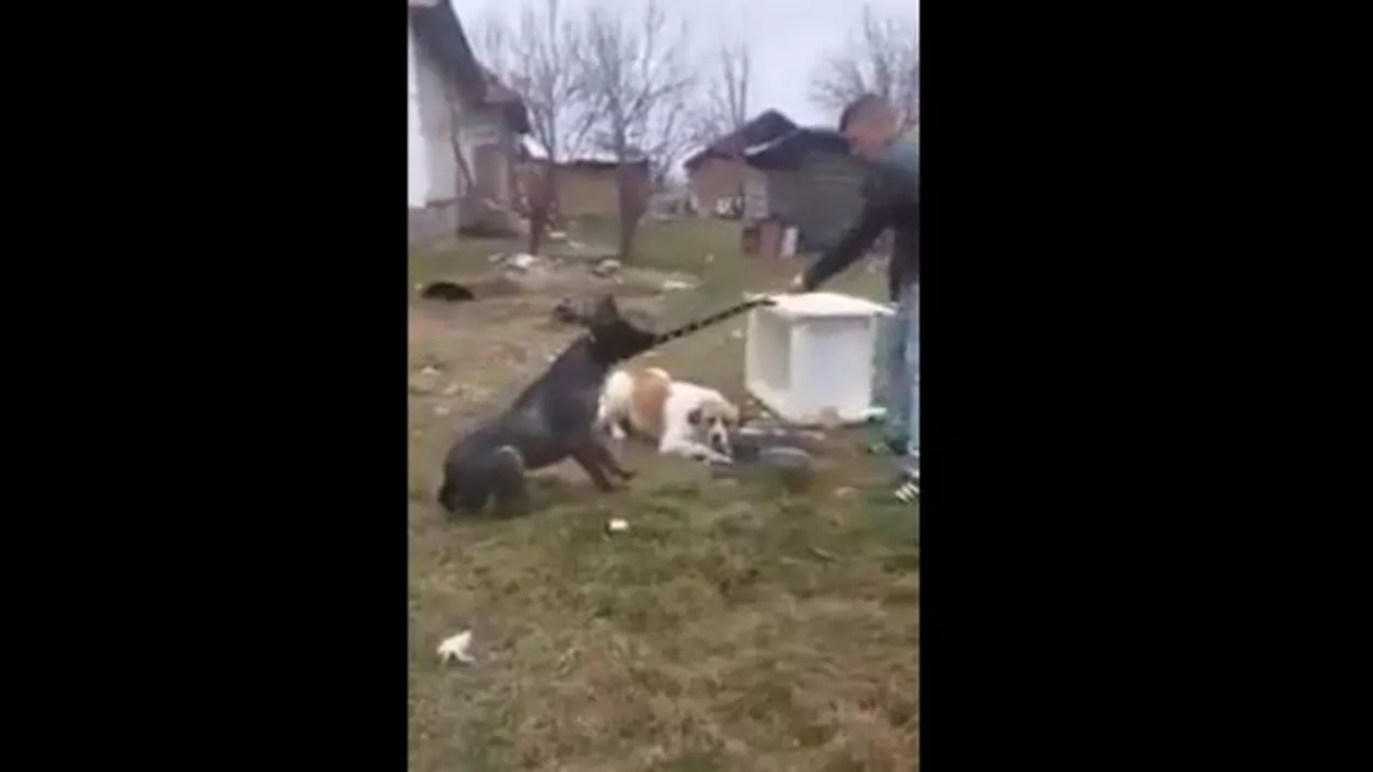 IMAGINI ŞOCANTE: Minori din Gorj, filmați în timp ce maltratau doi câini (VIDEO)