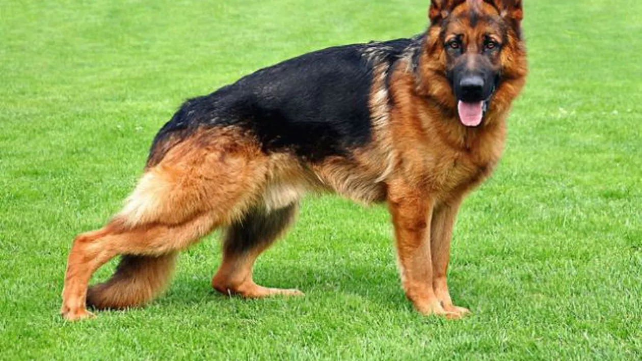 Constanța: Un bărbat care a împușcat un câine s-a ales cu dosar penal