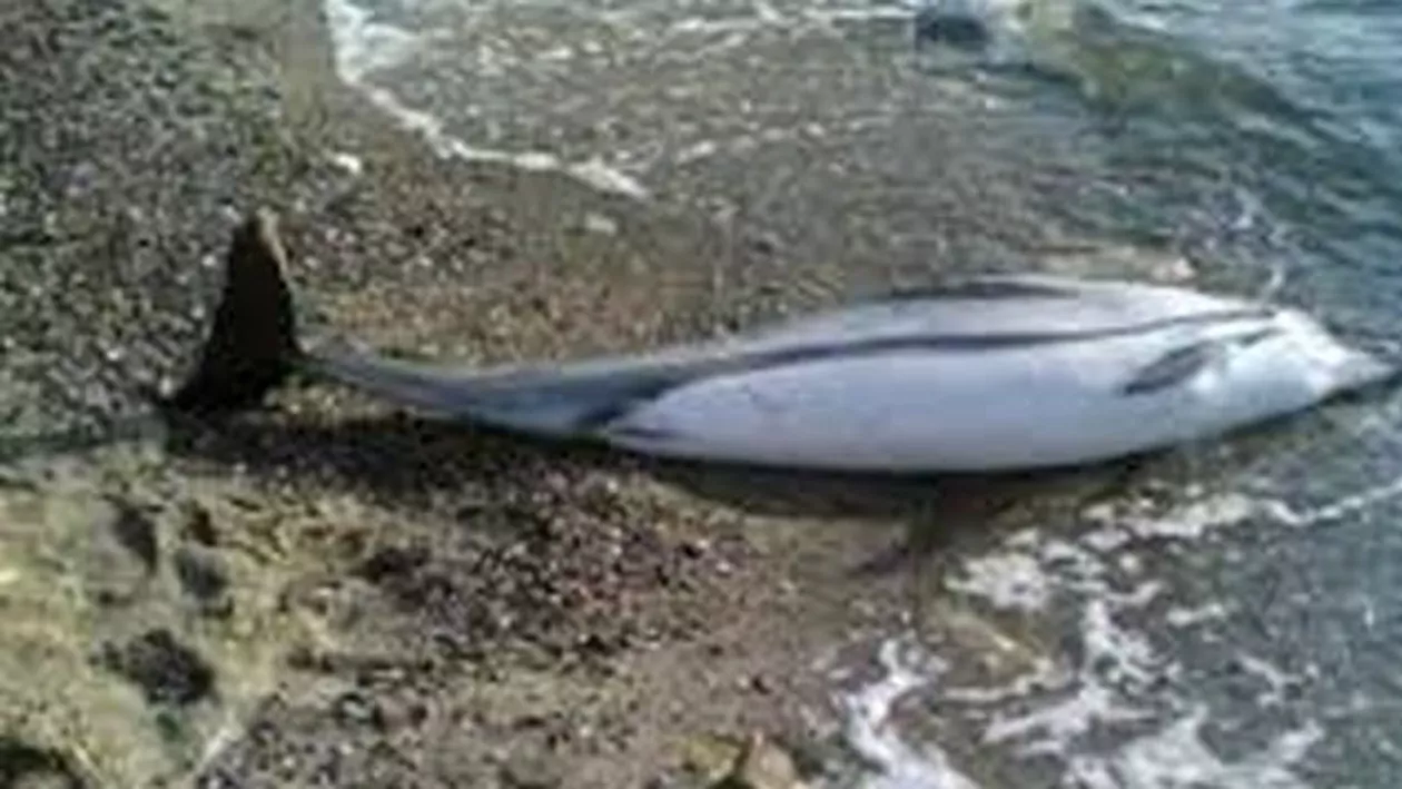 Alertă la malul mării: Un delfin a fost găsit mort pe o plajă din Mamaia (VIDEO)