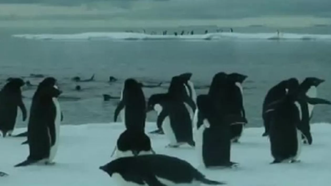 Cei 150.000 de pinguini care au dispărut după ce un iceberg le-a blocat accesul la mare ar putea fi în viață