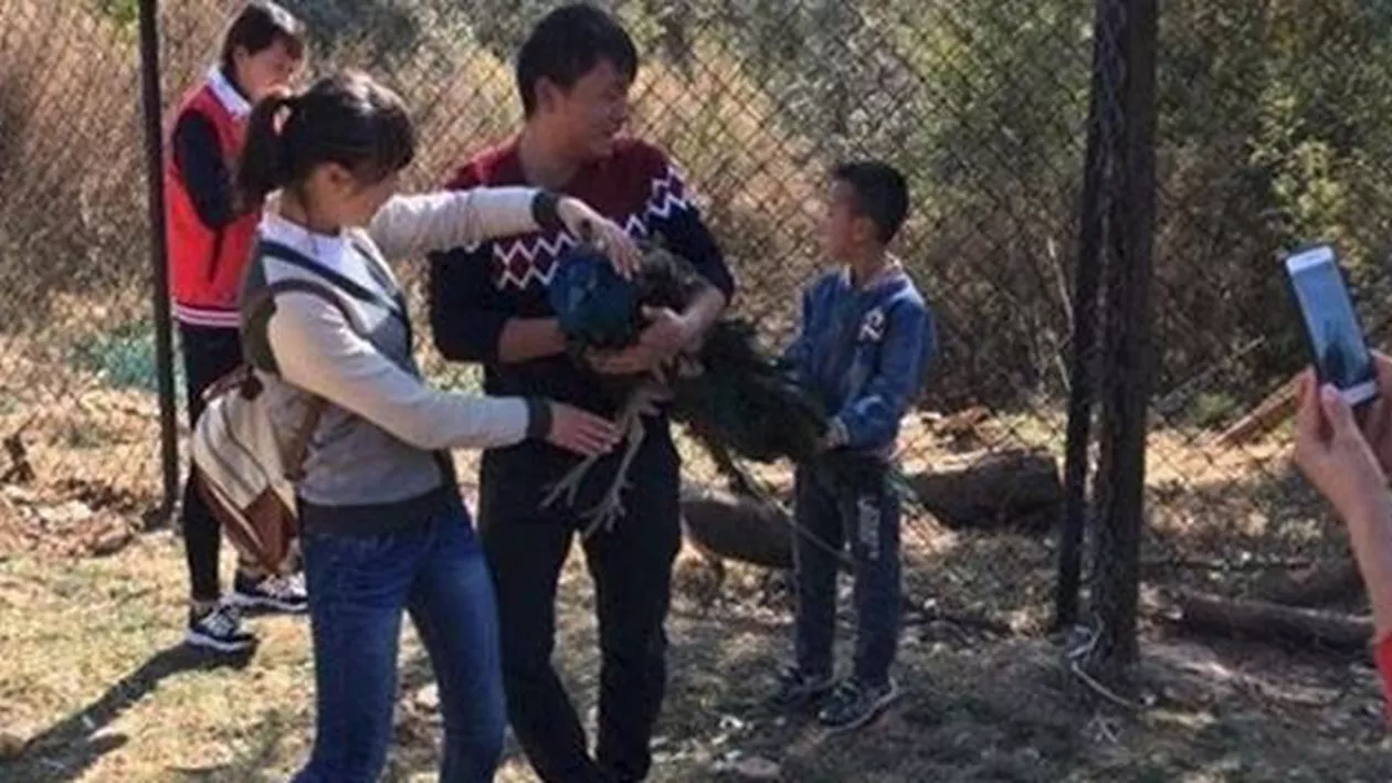 Un păun de la o grădină zoologică din China a murit de frică, după ce vizitatorii l-au alergat pentru a face poze cu el (FOTO)
