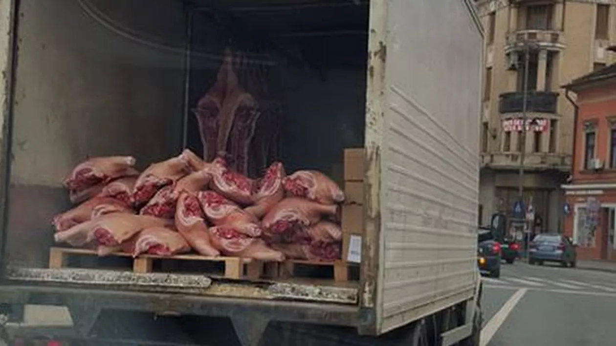 Arad: Un șofer a fost surprins în timp ce transporta carne de porc fără nicio măsură de protecție sanitară (FOTO)