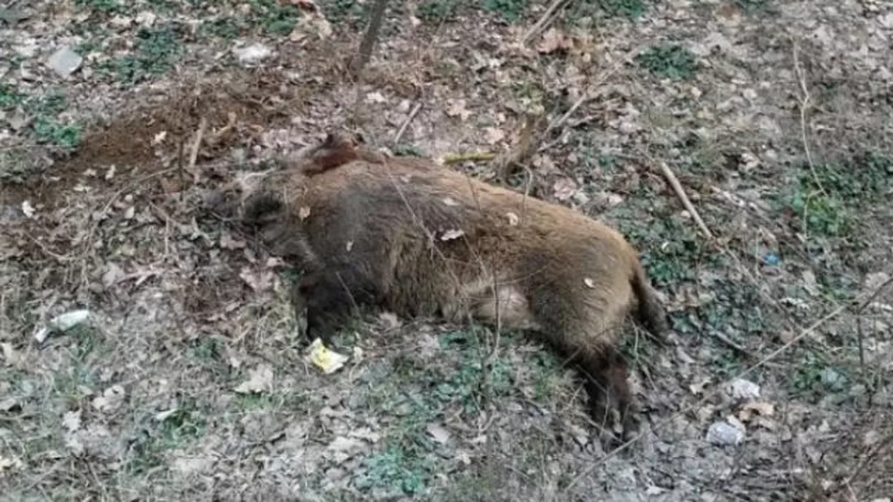 Un mistreţ uriaş a ieşit în cale unui şofer brăilean. Mașina a fost aruncată de pe şosea