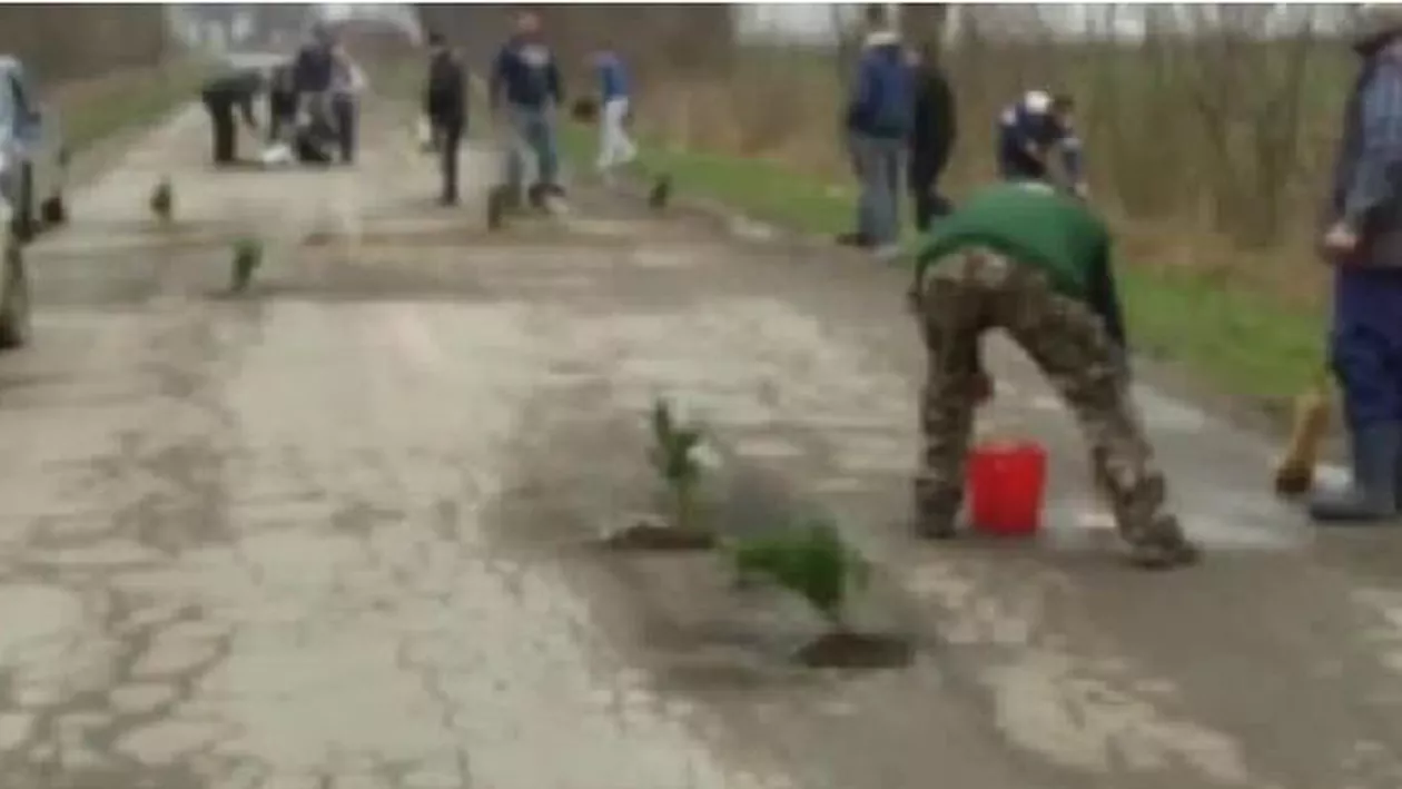Arad: Mai mulți șoferi au plantat copaci pe DJ 709 B, în semn de protest față de starea proastă a carosabilului (VIDEO)