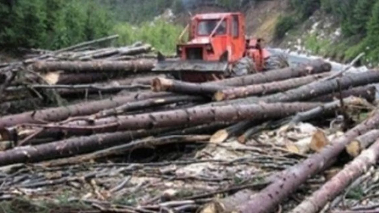 Consiliul Concurenței a extins investigația pe piața masei lemnoase. Holzindustrie și alte cinci companii, supuse inspecțiilor
