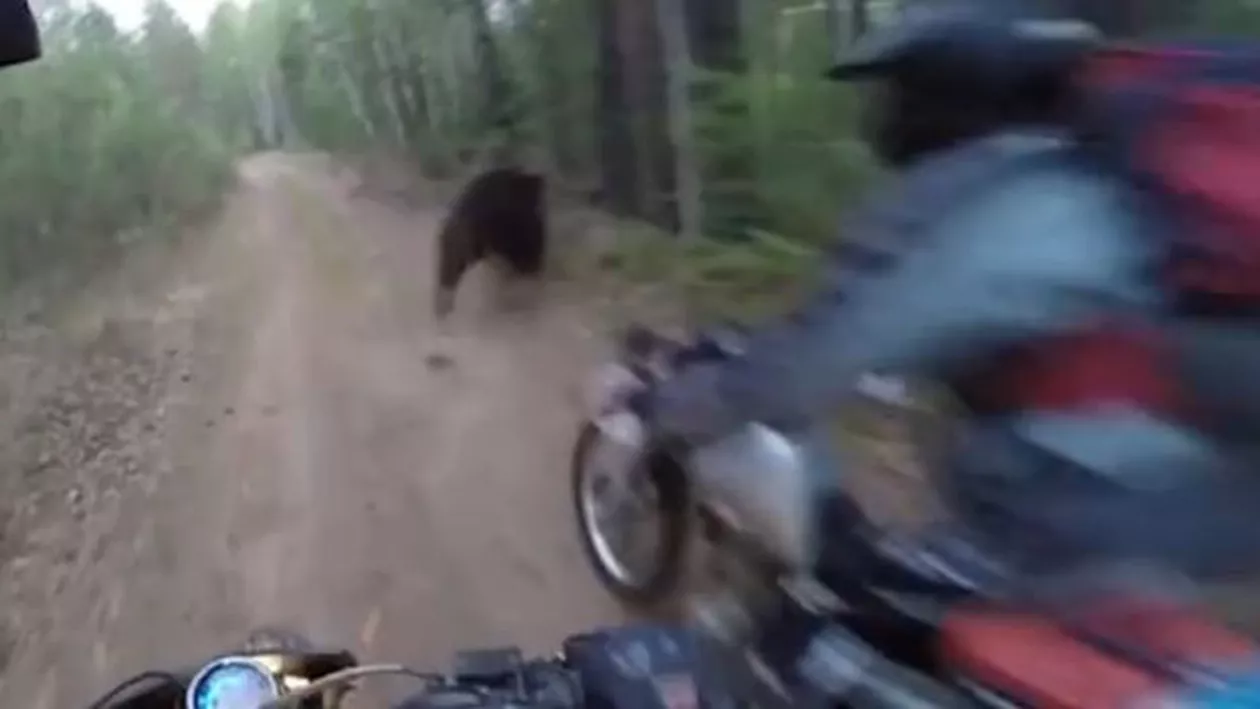 Imagini surprinzătoare cu doi motocicliști care s-au întâlnit cu un urs pe un traseu în pădure (VIDEO)