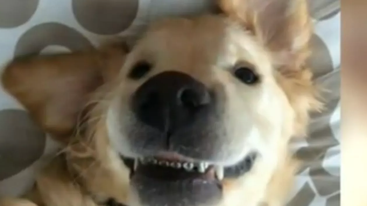 Un pui de labrador cu aparat dentar a topit inimile americanilor (VIDEO)