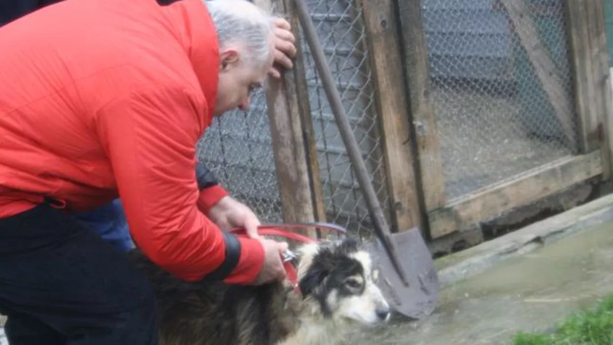 Maidanezii lui Vadim Tudor, pe mâinile iubitorilor de animale: Cinci câini au fost adoptați (FOTO)