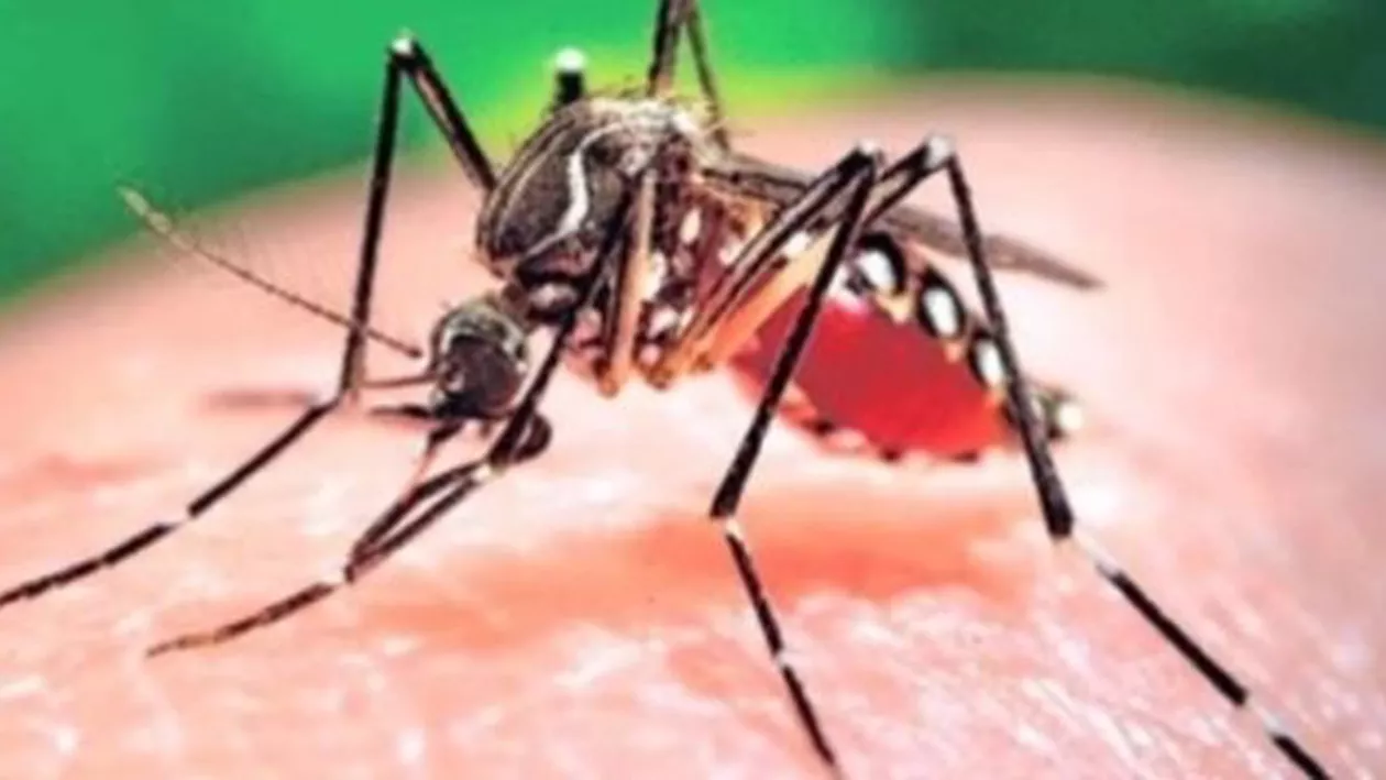 Crește pericolul adus de Zika: Institutul Național de Sănătate Publică recomandă distrugerea focarelor de țânțari