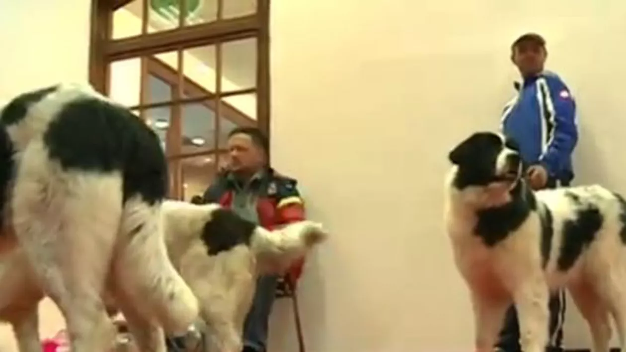 Expoziție de animale: Mai multe rase rare de câini pot fi admirate la expoziția de la Romexpo (VIDEO)