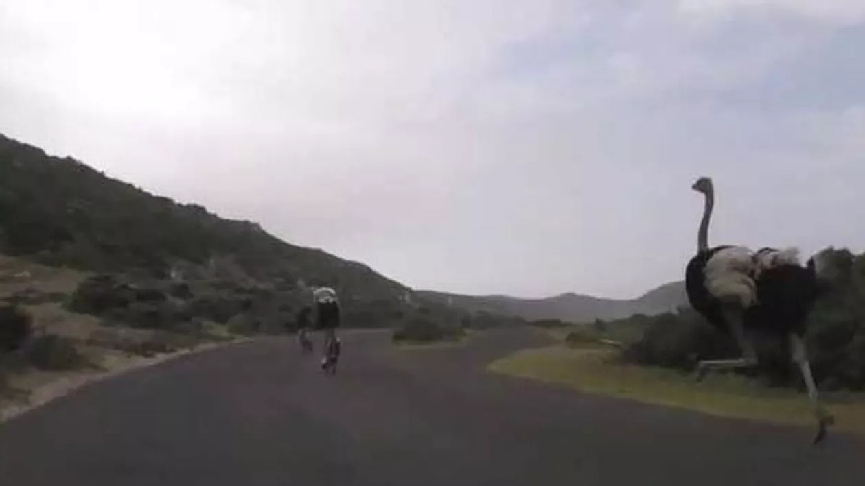 Africa de Sud: Un struț s-a luat la întrecere cu un grup de cicliști (VIDEO)