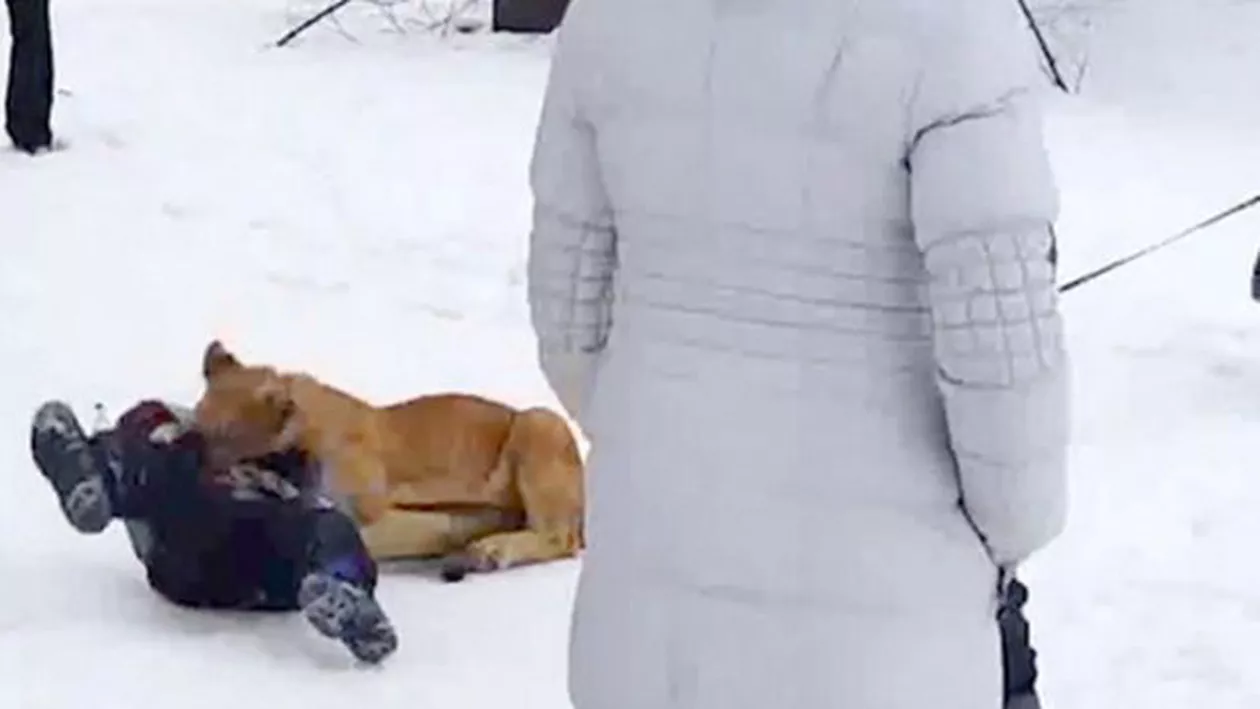 SCENE DE GROAZĂ în Rusia: Un copil a fost salvat din ghearele unui pui de leu (VIDEO)