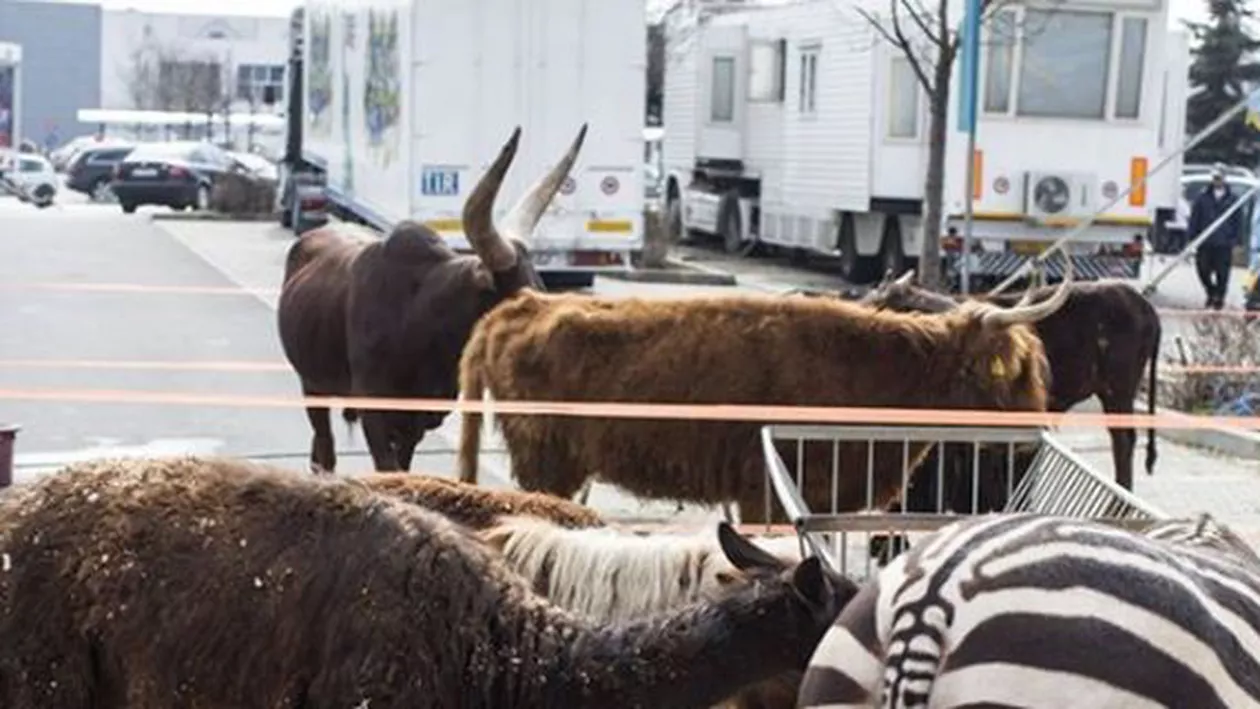 UPDATE // Vier Pfoten solicită hipermarket-ului Cora să nu mai găzduiască animalele sălbatice ale circurilor în parcare / Poziția Cora România (FOTO)