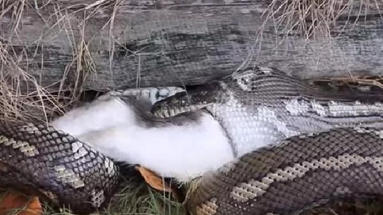 Un piton a înghițit o pisică de casă: Imagini inedite într-o curte din Australia (VIDEO)