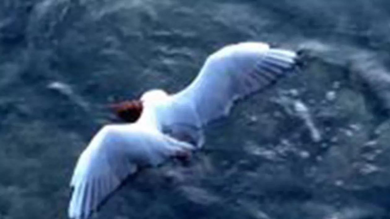 Caracatiță vs pescăruș: Imaginile șocante în care animalul acvatic îneacă și mănâncă pasărea (VIDEO)