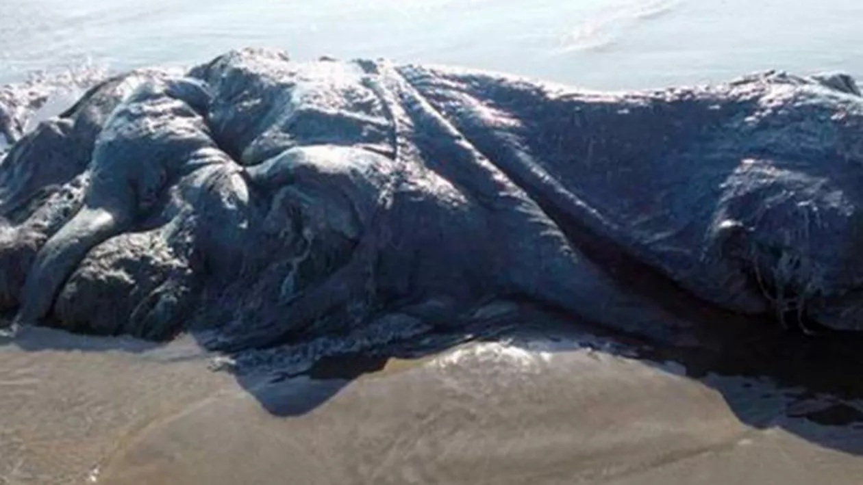 O creatură marină neidentificată de aproximativ 4 metri lungime a fost găsită pe o plajă din Mexic (FOTO, VIDEO)
