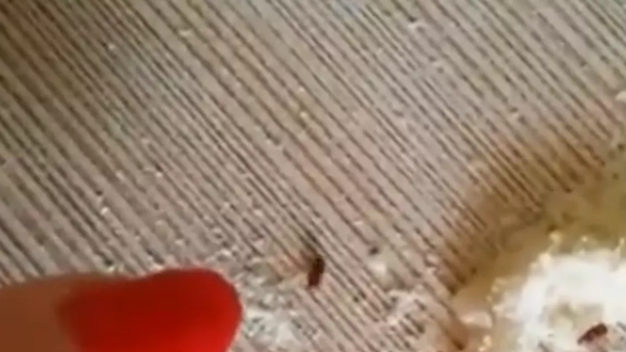 O femeie a găsit gândaci vii în cerealele cumpărate pentru fiul ei (VIDEO)