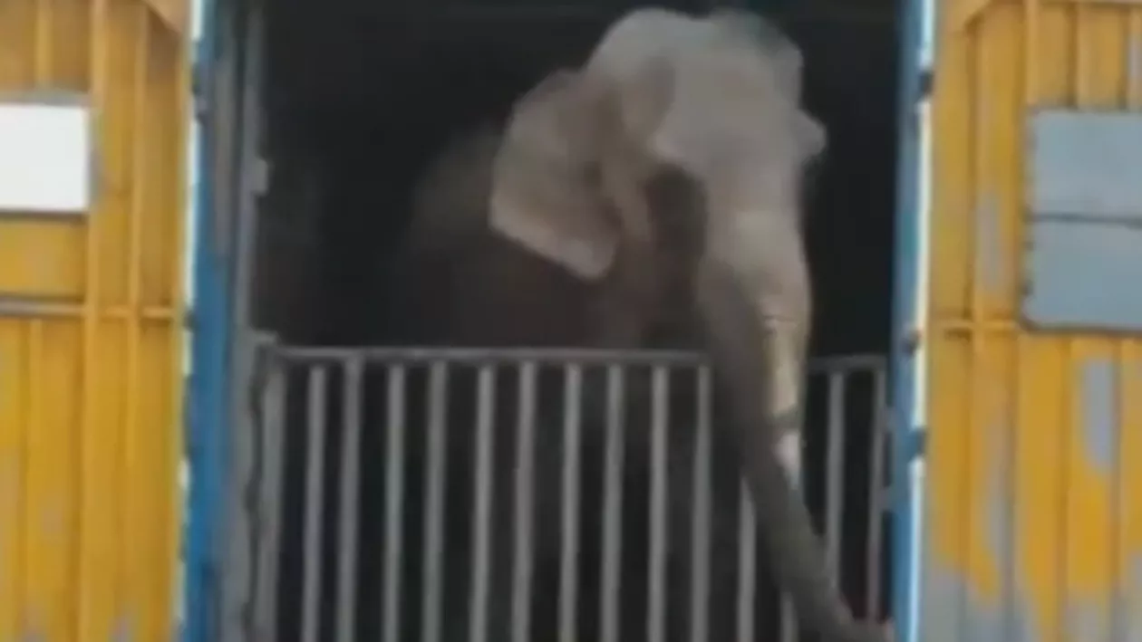 Animale de la circ, chinuite în țarcuri improvizate. ONG-urile vor interzicerea folosirii animalelor sălbatice în spectacole de circ (VIDEO)