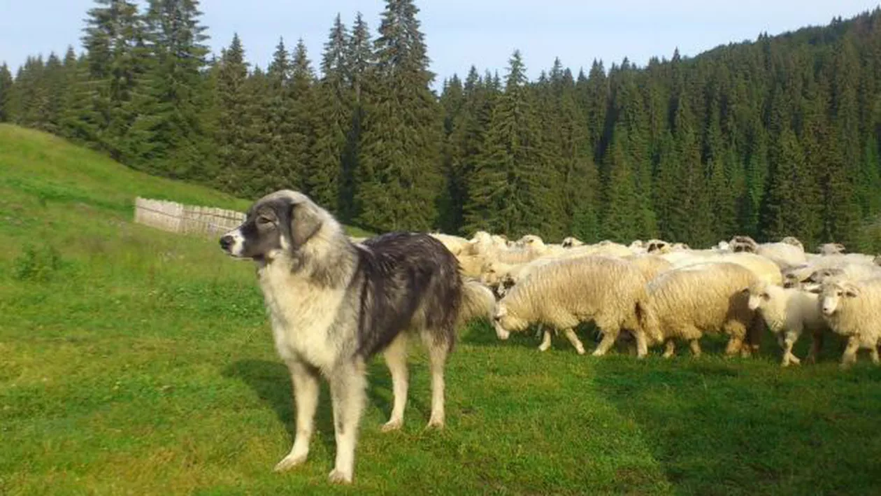 Un copil de 8 ani a fost omorât de câini, la o stână din Mureș (VIDEO)
