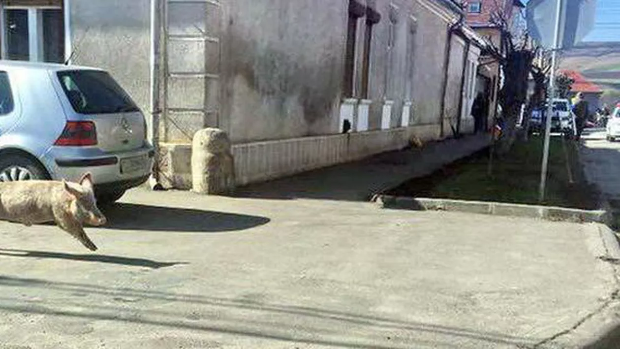 Gherla: Un porc alergat de stăpânul care voia să-l prindă a traversat guițând pe trecerea de pietoni (FOTO)