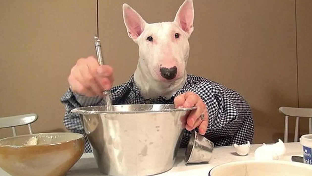 Ettan, câinele bucătar: Ajutat de stăpân, un patruped din Suedia a gătit cina (VIDEO)