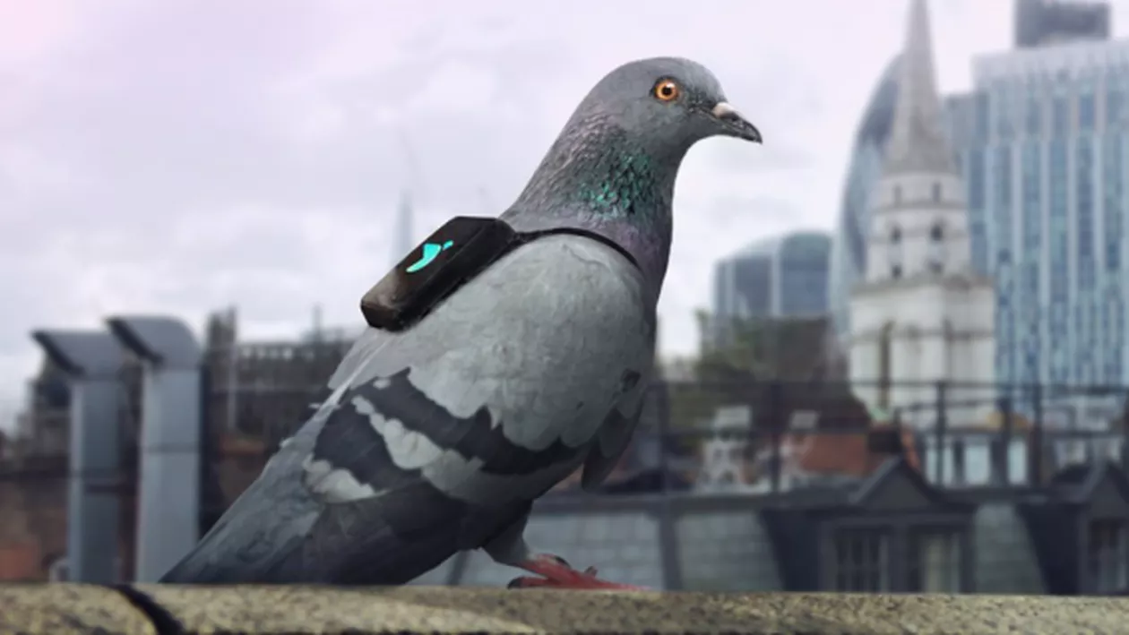 Londra: Poluarea e măsurată cu ajutorul a 10 porumbei care brăzdează zilnic cerul și strâng date despre calitatea aerului din diferite cartiere (VIDEO)