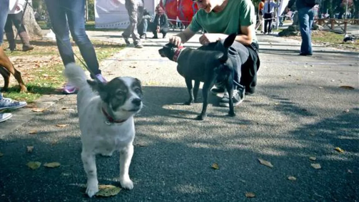 Cluj Napoca: Proprietarii de câini se plâng de accesul interzis cu animalele în parc (VIDEO)