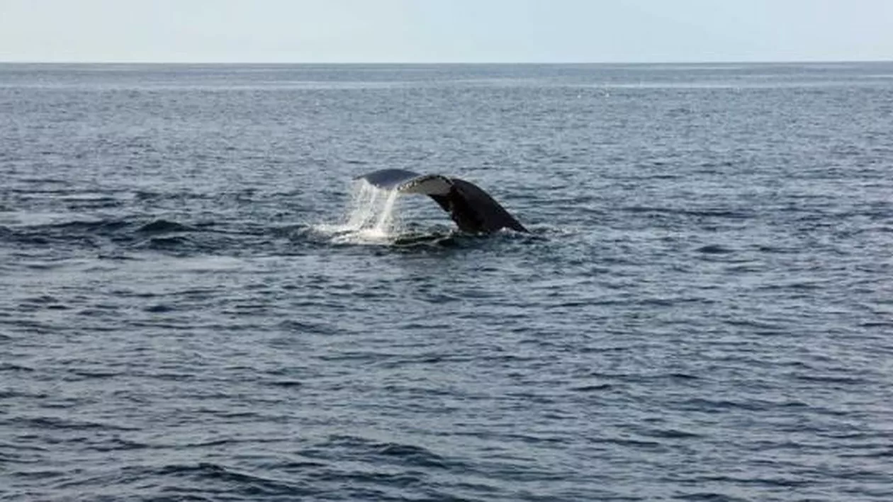 Balenierele japoneze s-au întors acasă cu 333 de cetacee. 90% dintre femelele vânate erau gestante