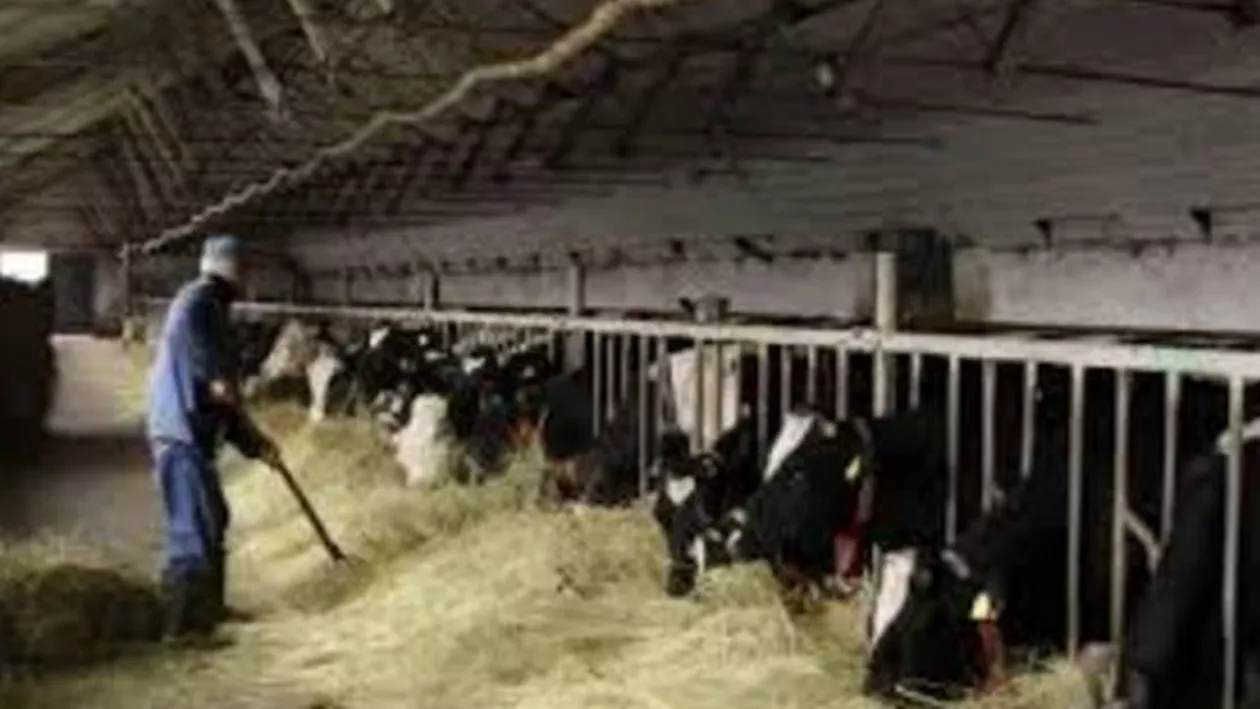 32 de milioane de lei sprijin financiar pentru crescătorii de animale, conform schemei de ajutor de stat