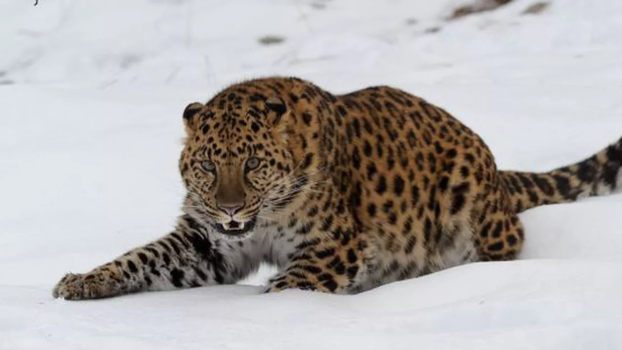 Cel mai în vârstă leopard de Amur din lume a fost eutanasiat la Oregon Zoo
