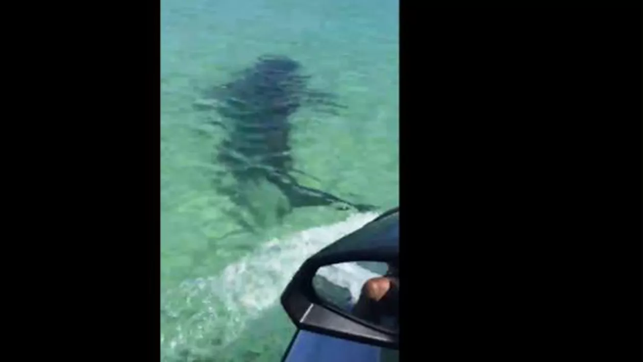 Un cuplu aflat în vacanță în Australia a fost atacat de un rechin (VIDEO)