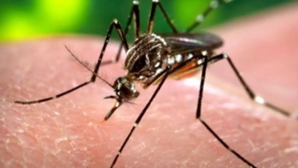 Legătura între virusul Zika și microcefalie a fost confirmată de cercetătorii americani