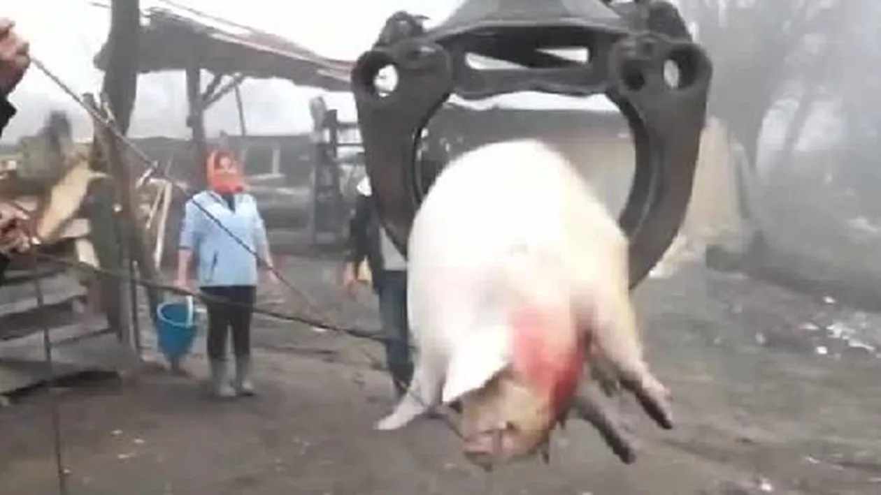 Made in Romania: Un porc înjunghiat, mutat cu macaraua pe grătar (VIDEO)