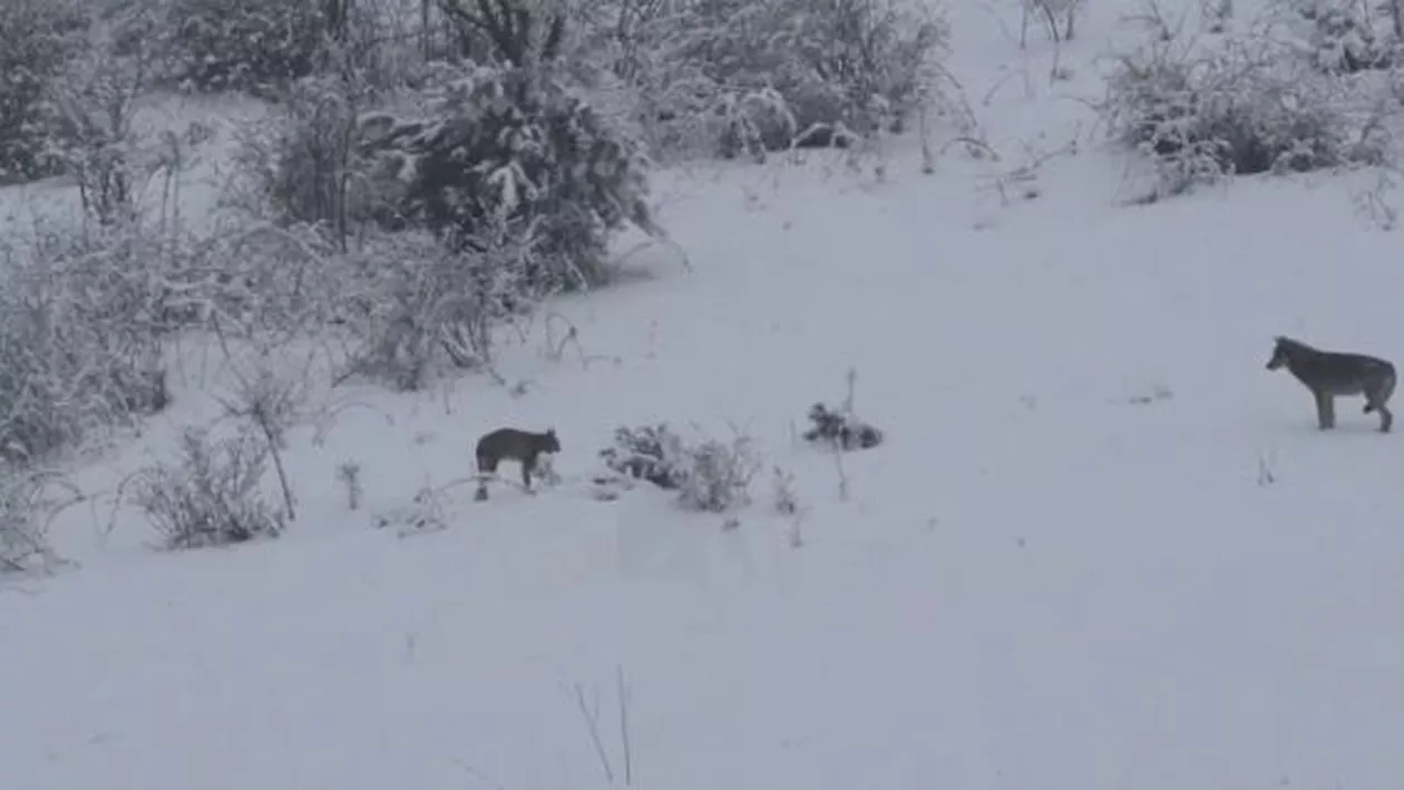 Imagini de colecție cu animale pe cale de dispariție, surprinse cu ajutorul unei camere de filmat (VIDEO)