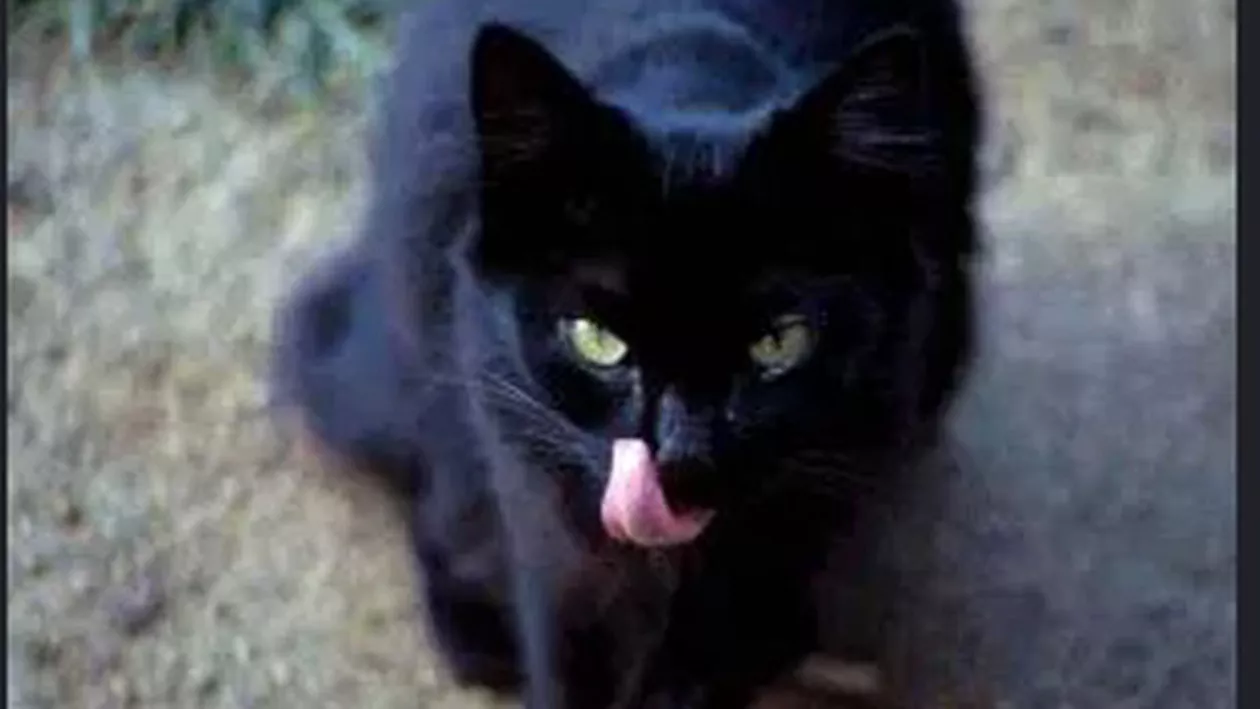 Semn rău pentru Tăriceanu: Pisica neagră și-a făcut apariția în Senat (VIDEO)