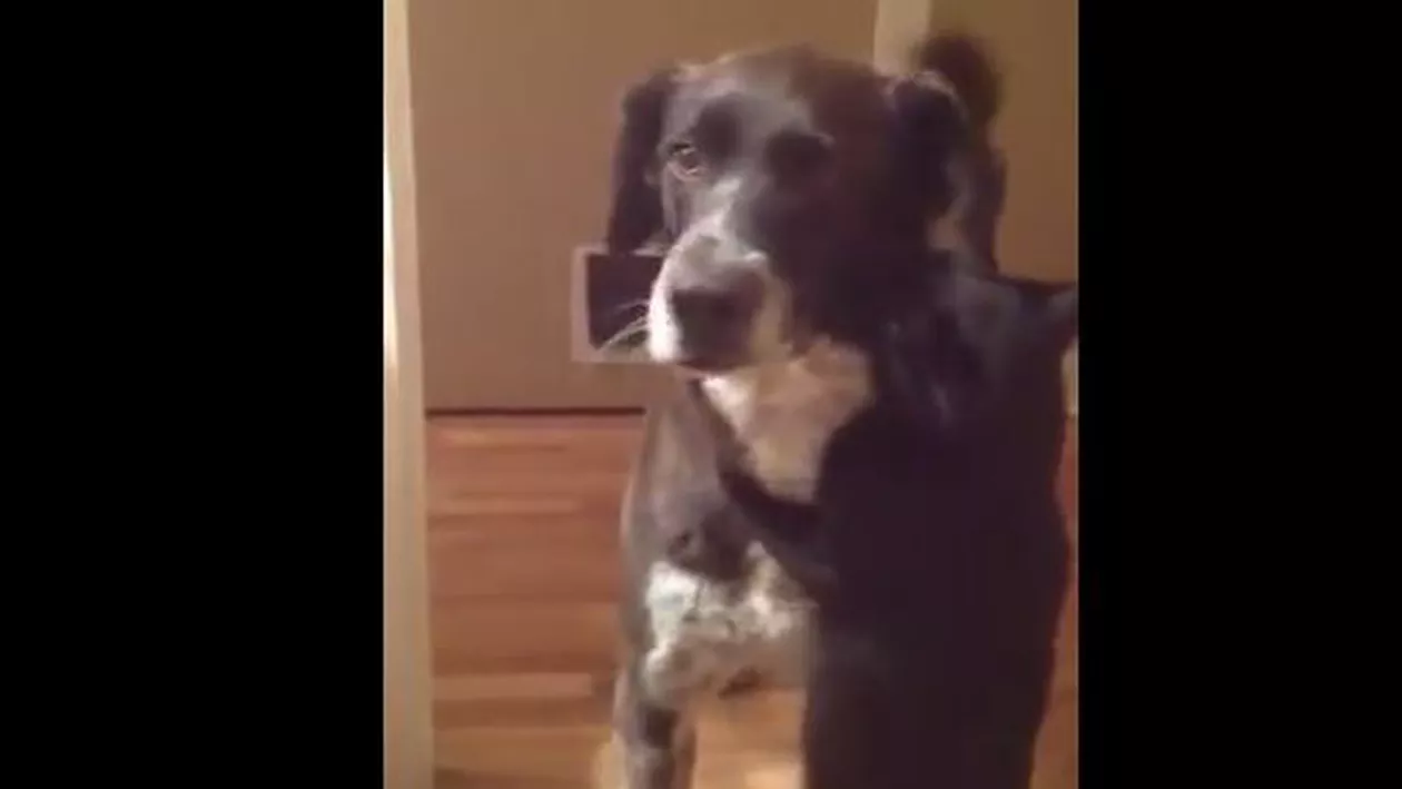 Prietenia dintre un câine și o pisică: Imagini emoționante (VIDEO)