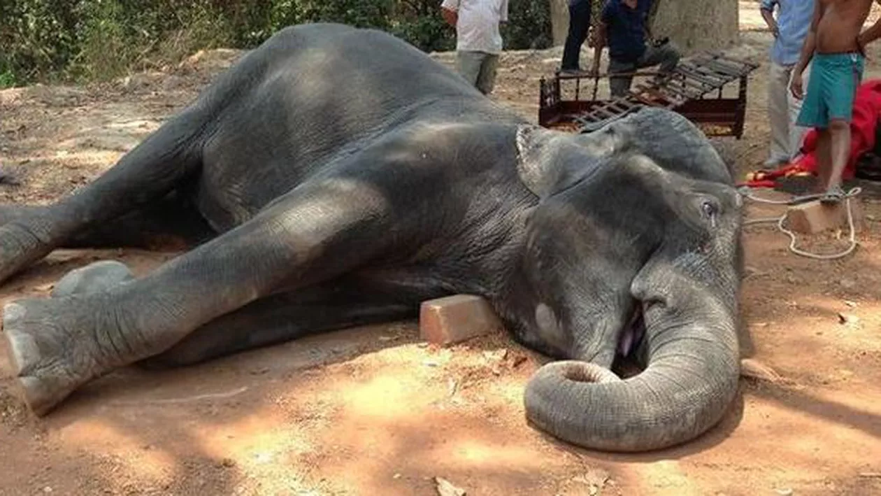 Un elefant a murit în timp ce transporta turişti spre un templu hindus din Cambodgia
