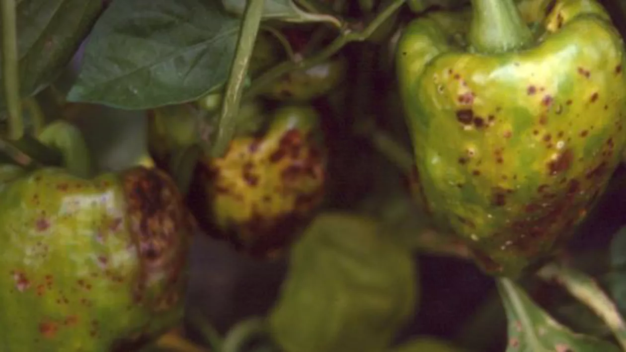 Culturile de tomate și ardei, afectate de un nou virus foarte periculos. Legumicultorii susțin că statul nu îi ajută să-și salveze plantele