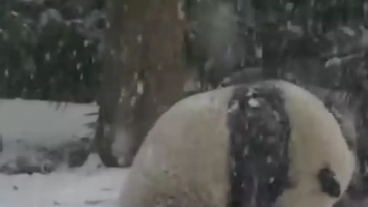 Cele mai drăgălașe imagini cu un urs panda. Reacția animăluțului care vede pentru prima oară zăpadă (VIDEO)