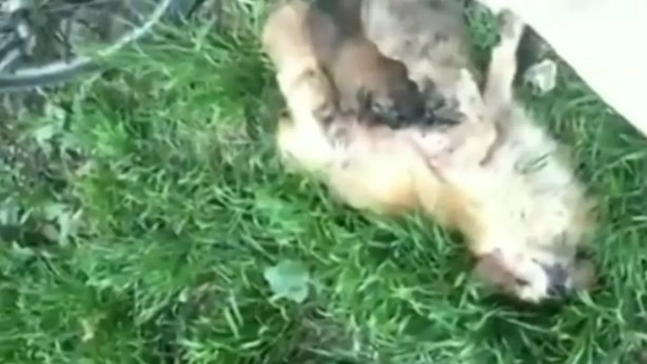 Un bărbat este cercetat penal după ce a bătut un câine, pe motiv că acesta i-ar fi mușcat copilul (VIDEO)