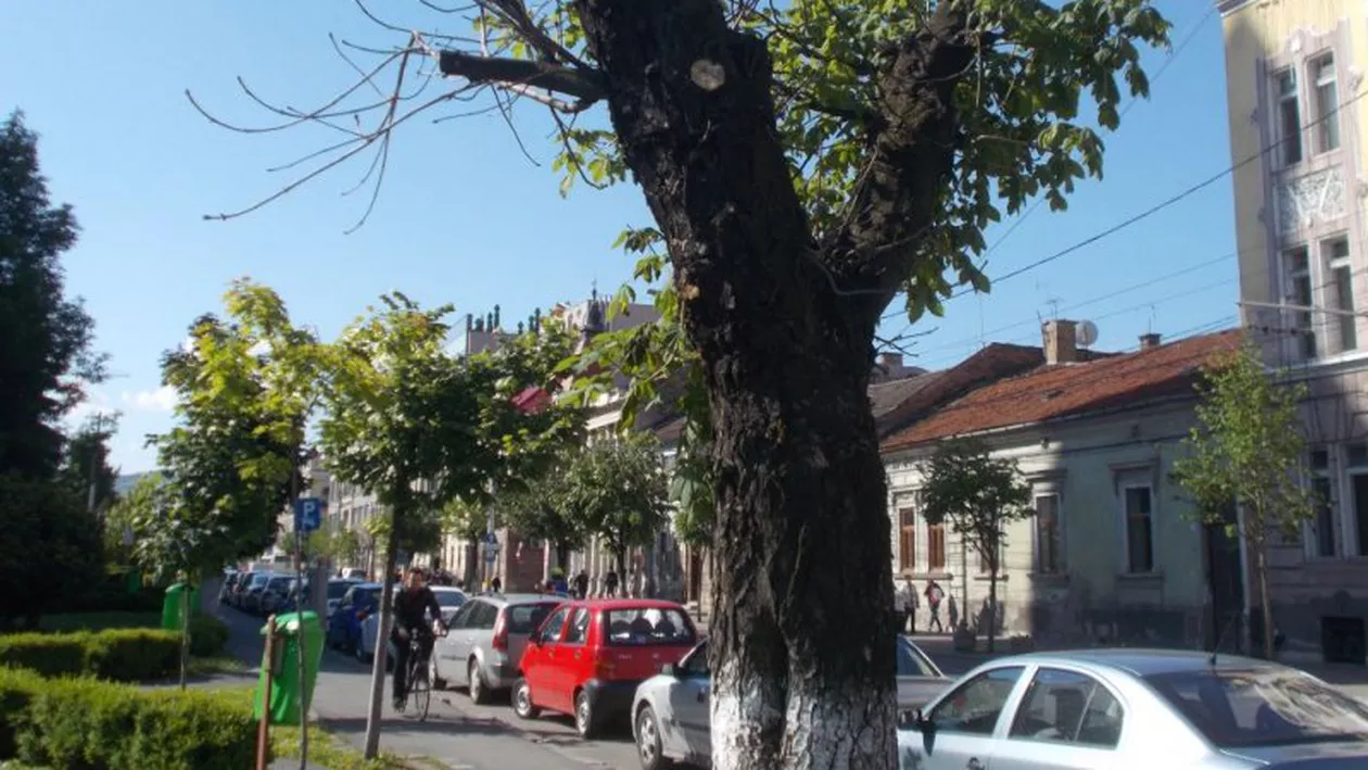 Un copac din Sibiu a devenit operă de artă. Ce are special arborele (FOTO)