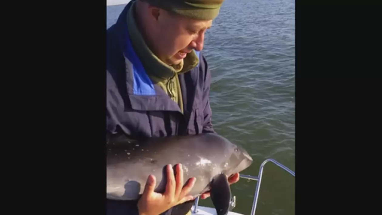 Un pui de delfin a fost salvat din plasele de pescuit de cei din cadrul Serviciului de Poliție “Delta Dunării” (VIDEO)