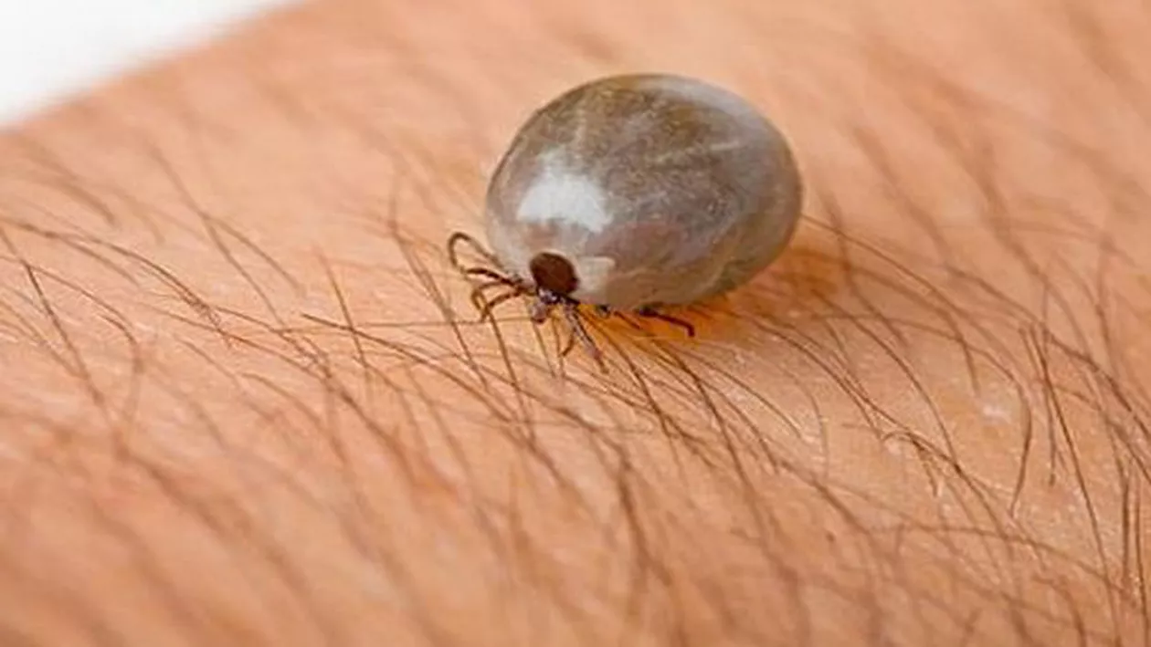 Numărul românilor înțepați de căpușe a crescut. Se cere verificarea urgentă a dezinfectanților anticăpușe folosiți până acum