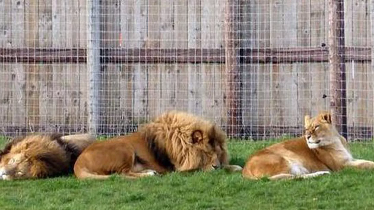 Un tânăr din Chile a încercat să se sinucidă la grădina zoologică. A intrat în cușca cu lei (VIDEO)