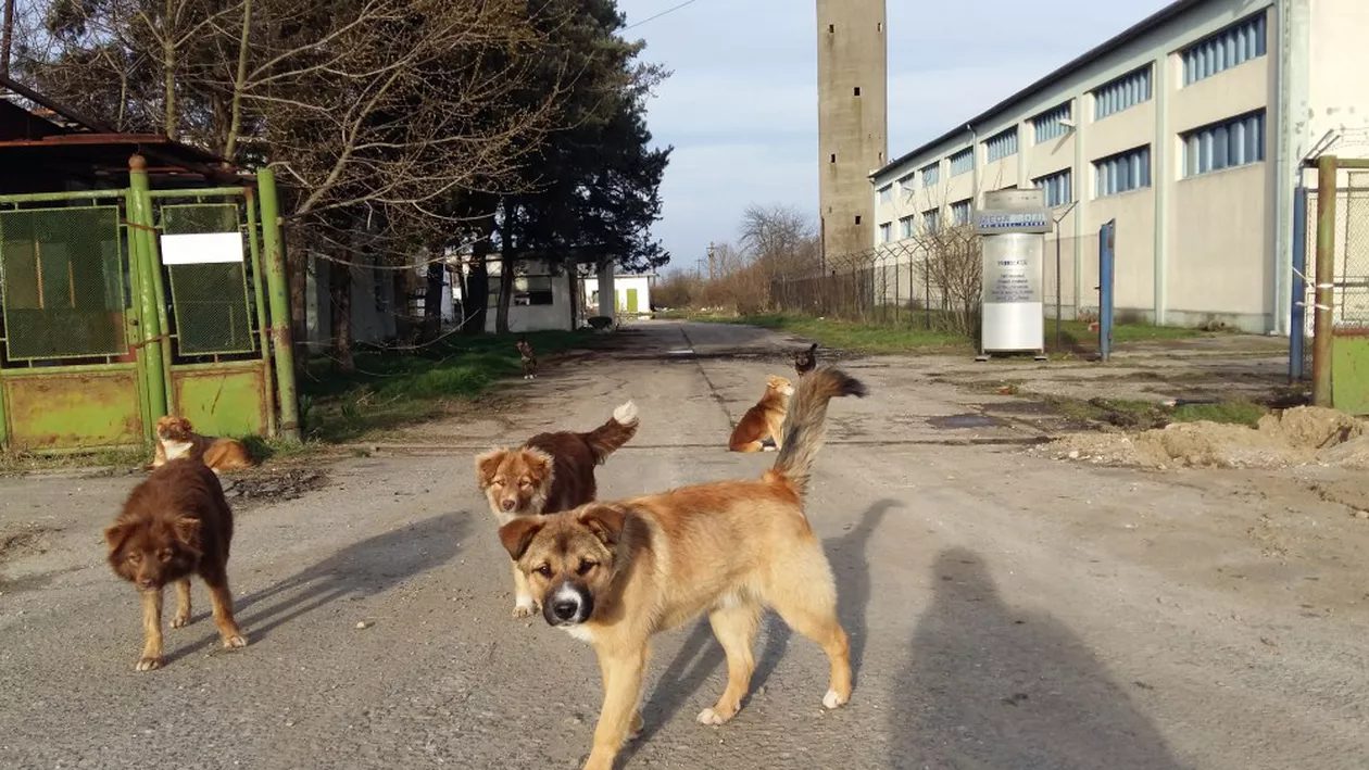 O femeie în vârstă de 74 de ani din judeţul Gorj a fost sfâşiată de o haită de câini. Autoritățile nu iau nicio măsură
