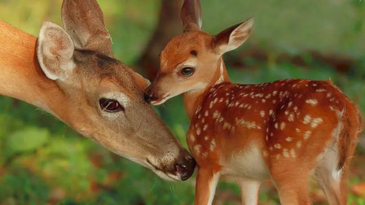 Căprioarele donate unei Grădini Zoologice au fost sacrificate de un angajat