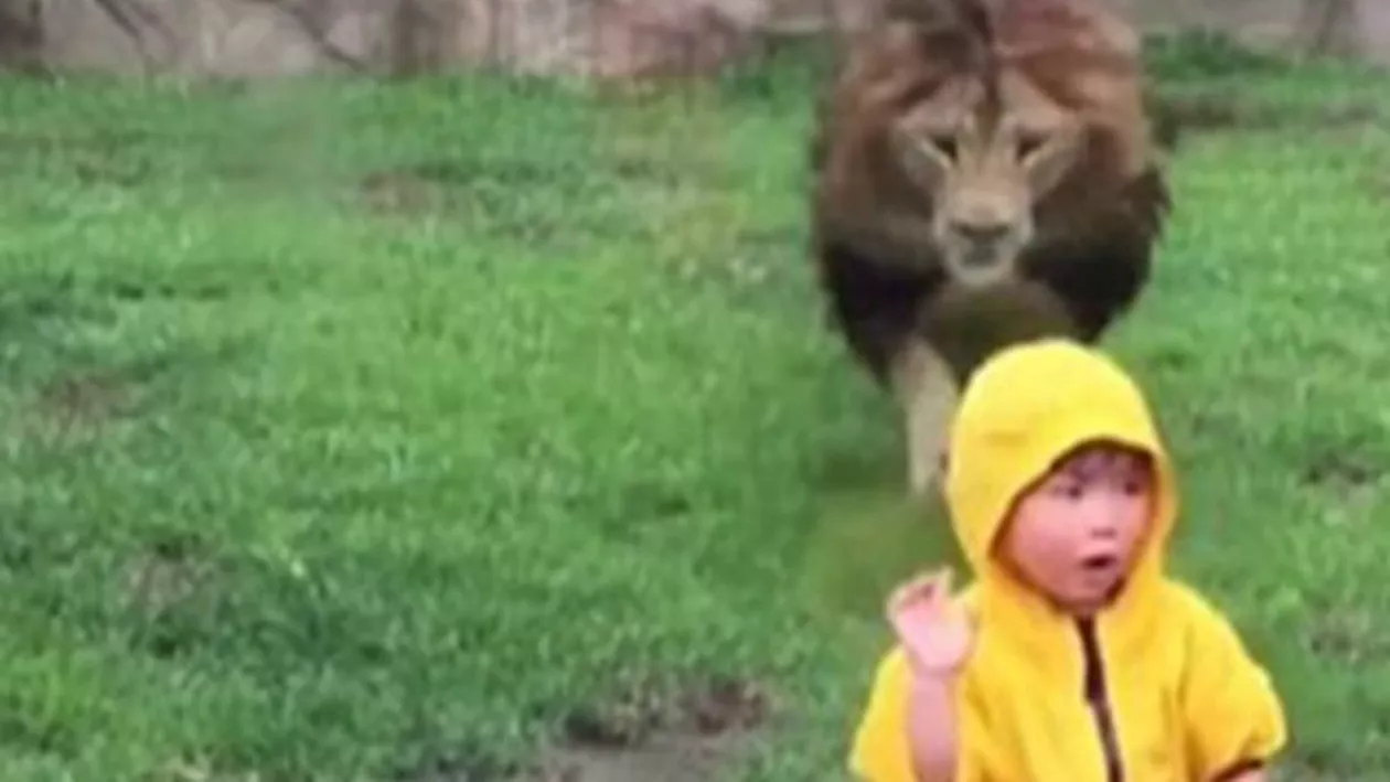 Momente de groază la o grădină zoologică: Un leu încearcă să atace un băiețel de 2 ani (VIDEO)