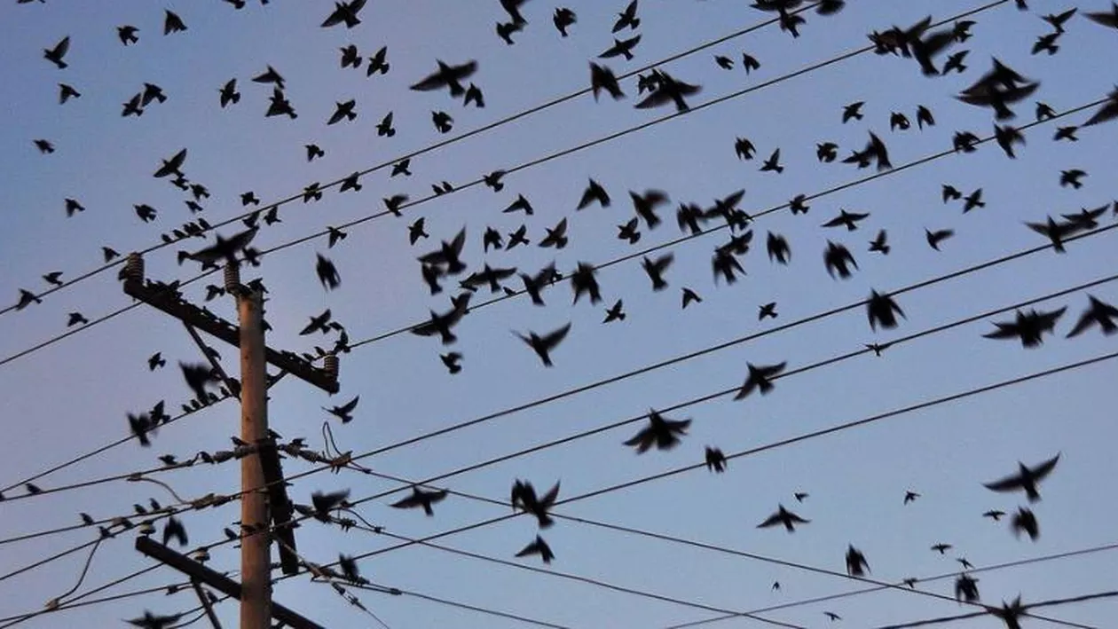 „Angry Birds de România”: Un bărbat din Botoșani a ajuns la spital după ce a fost atacat de ciori